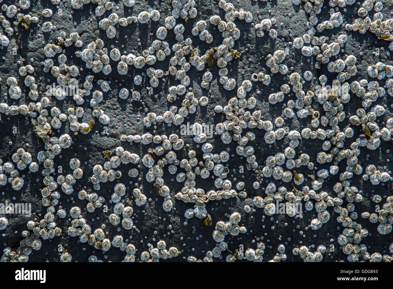 Barnacles on a rock Stock Photo