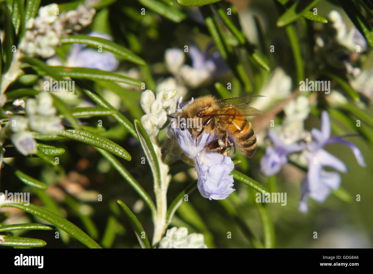 Rosemary flower hires stock photography and images Alamy