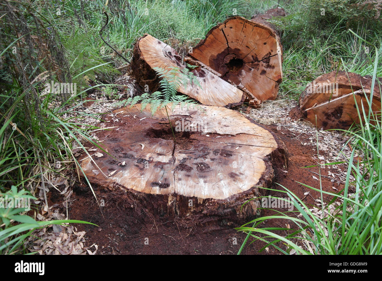Cut down Eucalyptus tree in the Margaret River Region Western