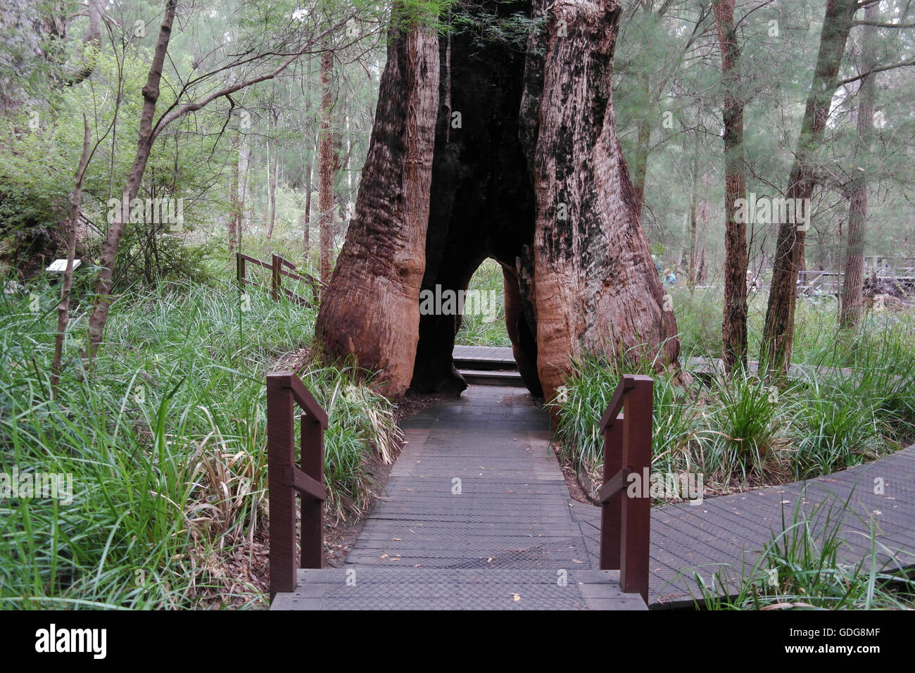 Red Tingle tree, Valley of the Giants, Walpole-Nornalup National Park - Western Australia Stock Photo