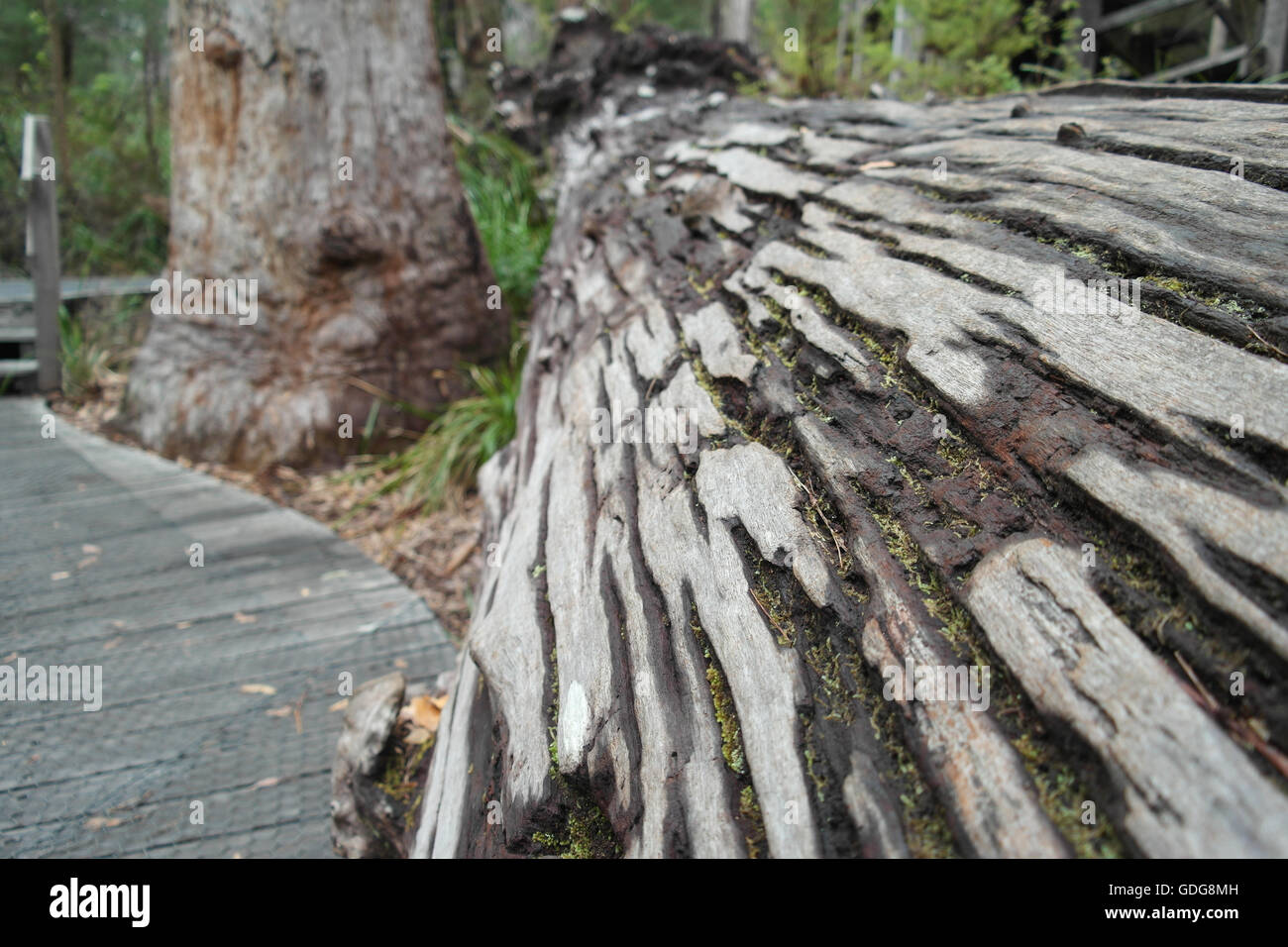 Cutting down eucalyptus tree hires stock photography and images Alamy