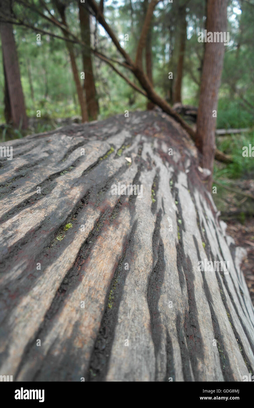 Cut down Marri/Eucalyptus tree in the Karri forest, Margaret River