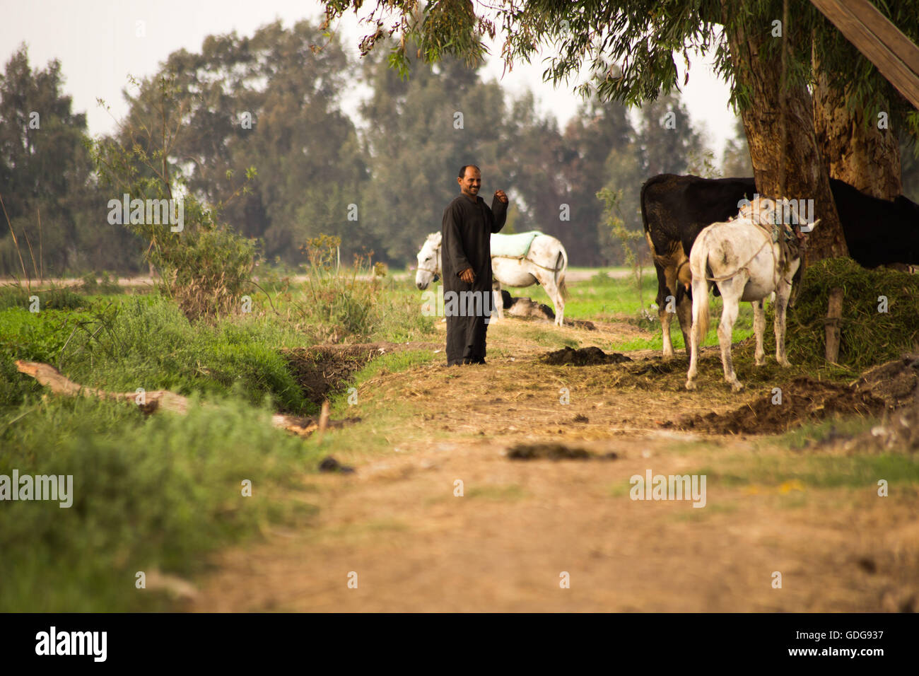 A farmer standing next to his cattle Stock Photo - Alamy