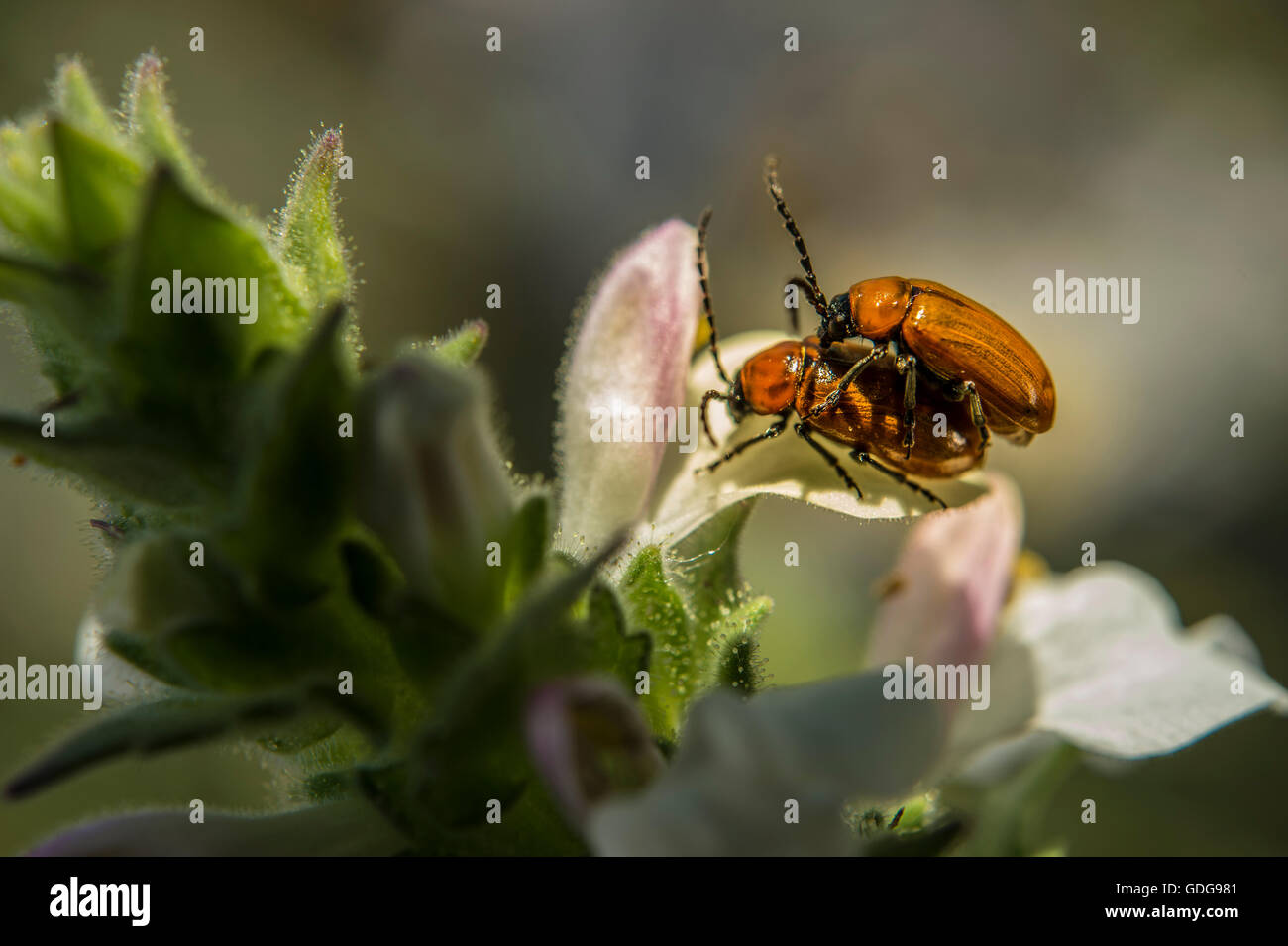 Coupling of Longhorn beetle, Stictoleptura rubra, Coleoptera Cerambycidae, Matera, Basilicata, Italy Stock Photo