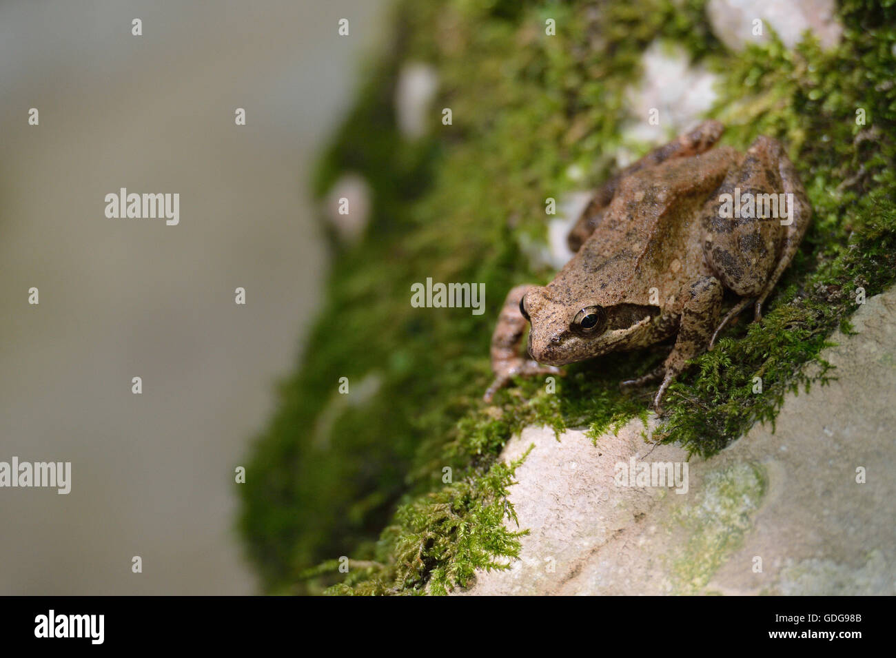Italian stream frog, Rana italica, Ranidae, Subiaco, River Aniene Valley, Lazio, Italy Stock Photo