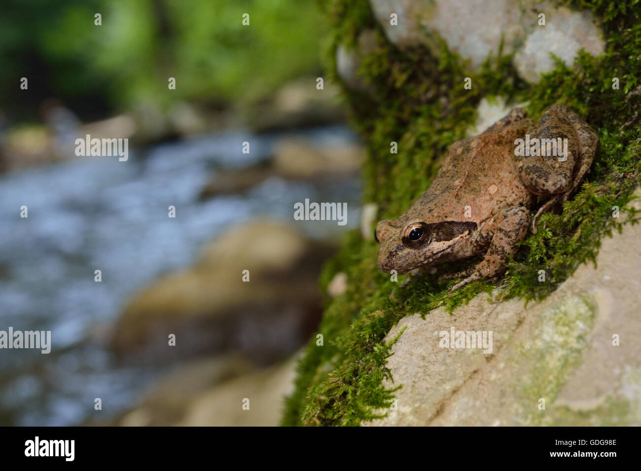 Italian stream frog, Rana italiaca, Ranidae, Subiaco, River Aniene Valley, Lazio, Italy Stock Photo