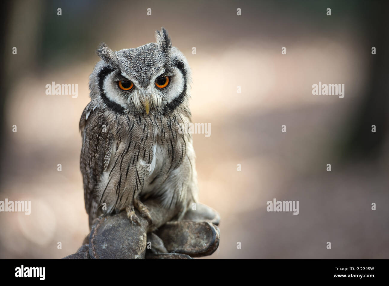 Northern White-faced Owl , (Ptilopsis leucotis), Strigidae, Lazio, Italy, nocturnal bird of prey Stock Photo