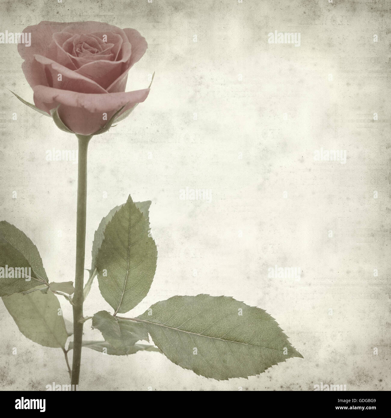 Rusty Paper Roses Backround textured old paper background with pink rose Stock Photo - Alamy