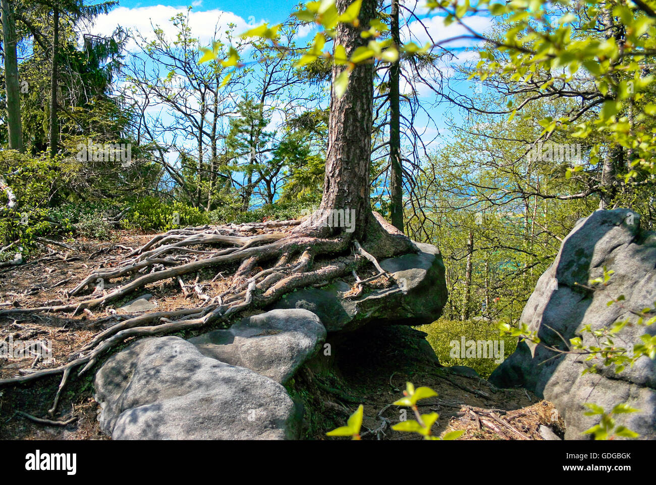 Roots of a tree on a rock in Sudetes Stock Photo