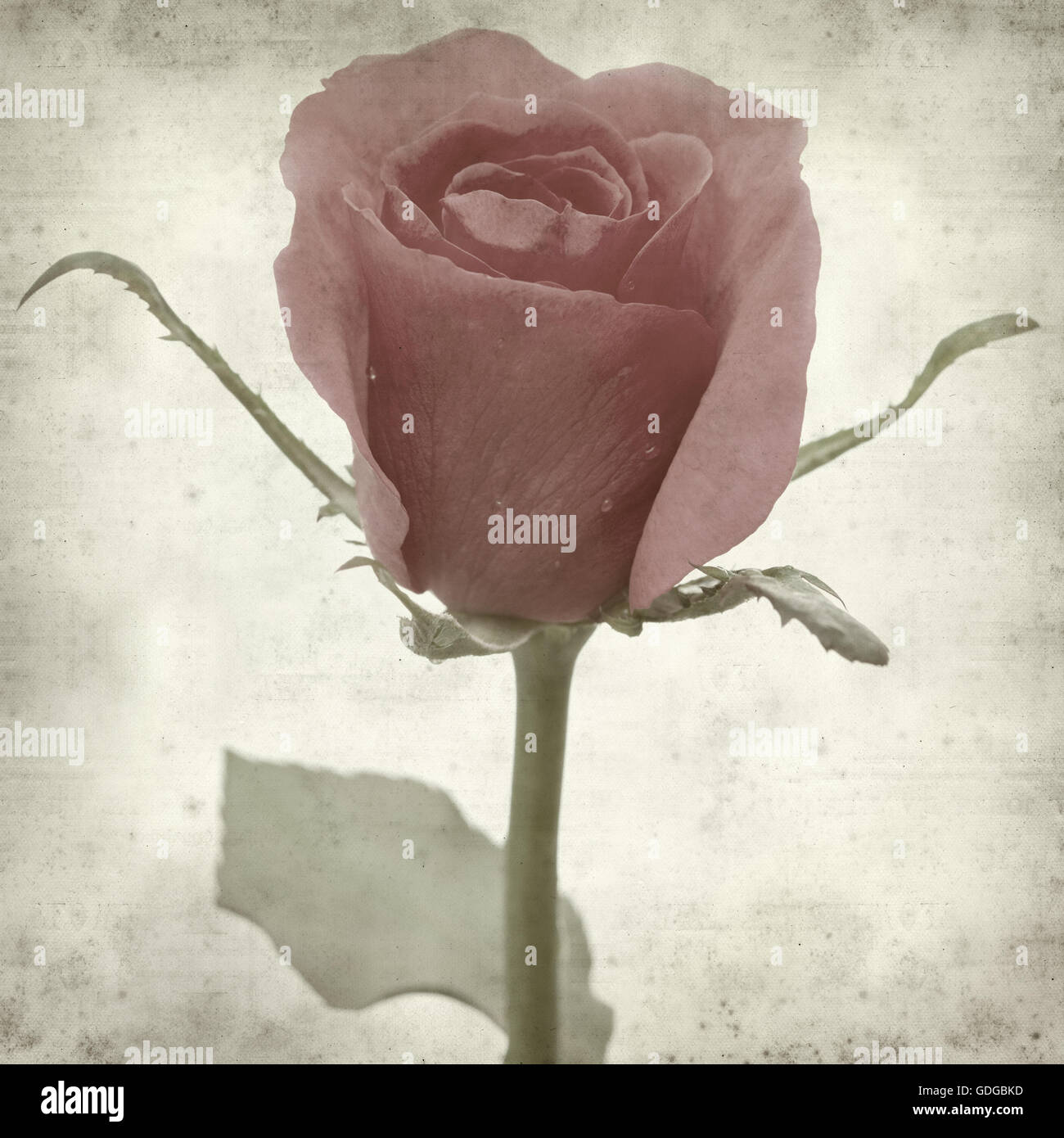 Rusty Paper Roses Backround textured old paper background with pink rose Stock Photo - Alamy