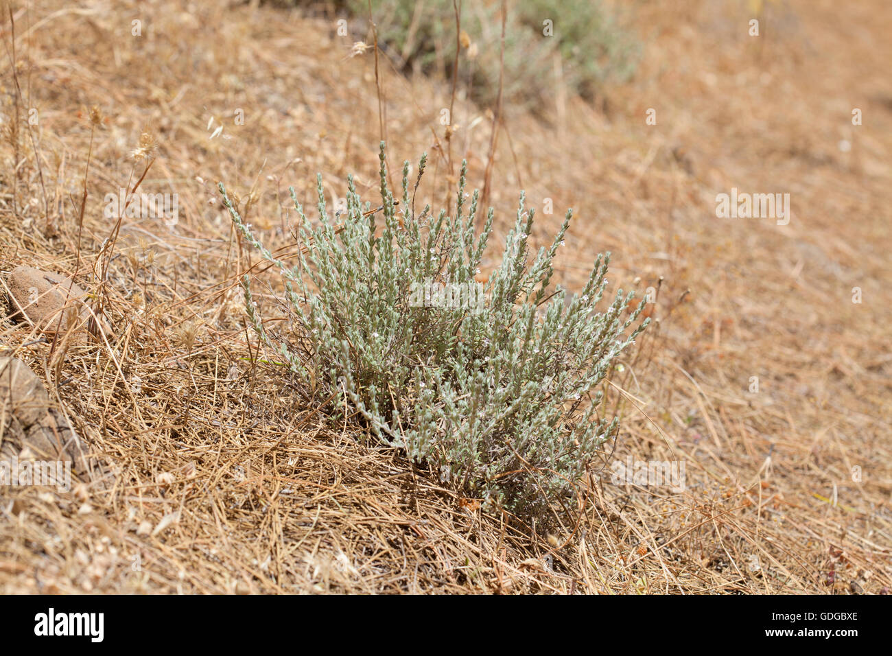 flora of Gran Canaria, flowering micromeria, locally called thyme, growing between pine trees Stock Photo