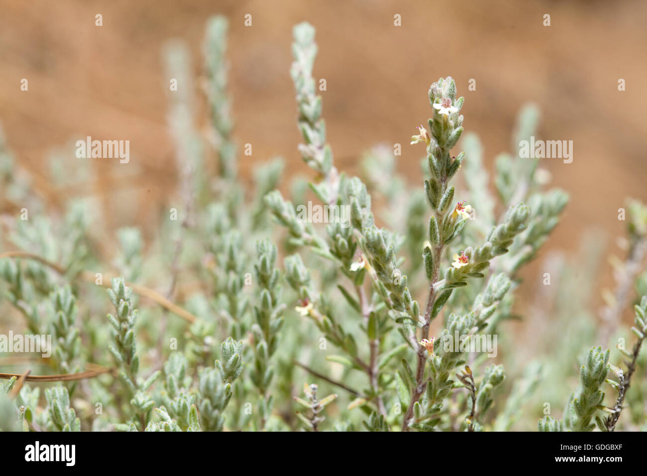 flora of Gran Canaria, flowering micromeria, locally called thyme, growing between pine trees Stock Photo