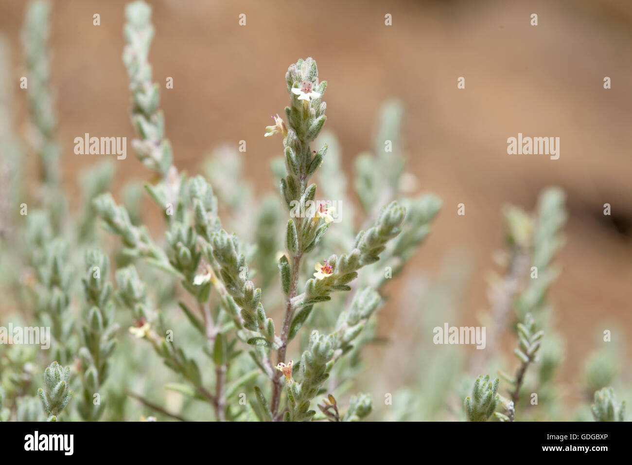 flora of Gran Canaria, flowering micromeria, locally called thyme Stock Photo