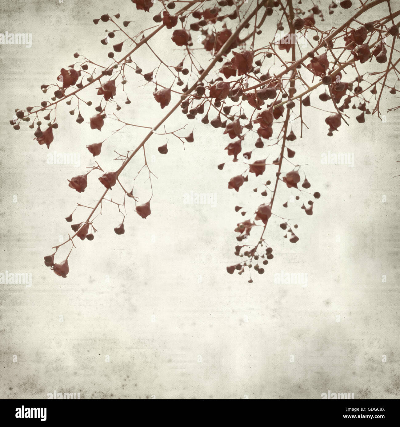 textured old paper background with australian flame tree Stock Photo