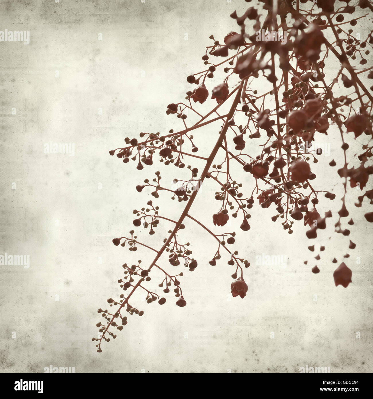 textured old paper background with australian flame tree Stock Photo