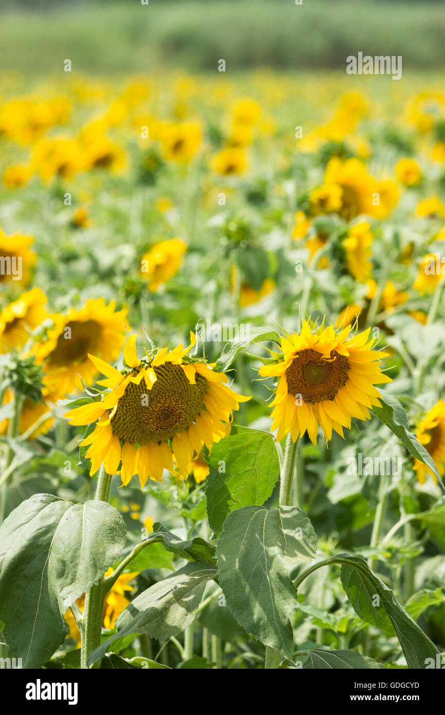 Field of growing fresh sunflowers sp.Helianthus annuus with selective