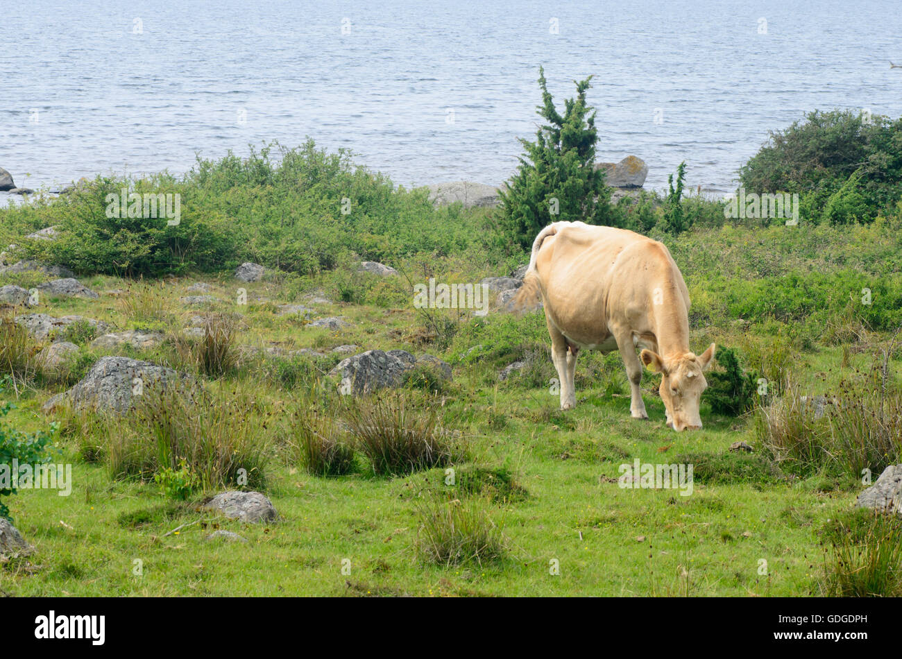 grazing dairy cow in pasture Stock Photo - Alamy