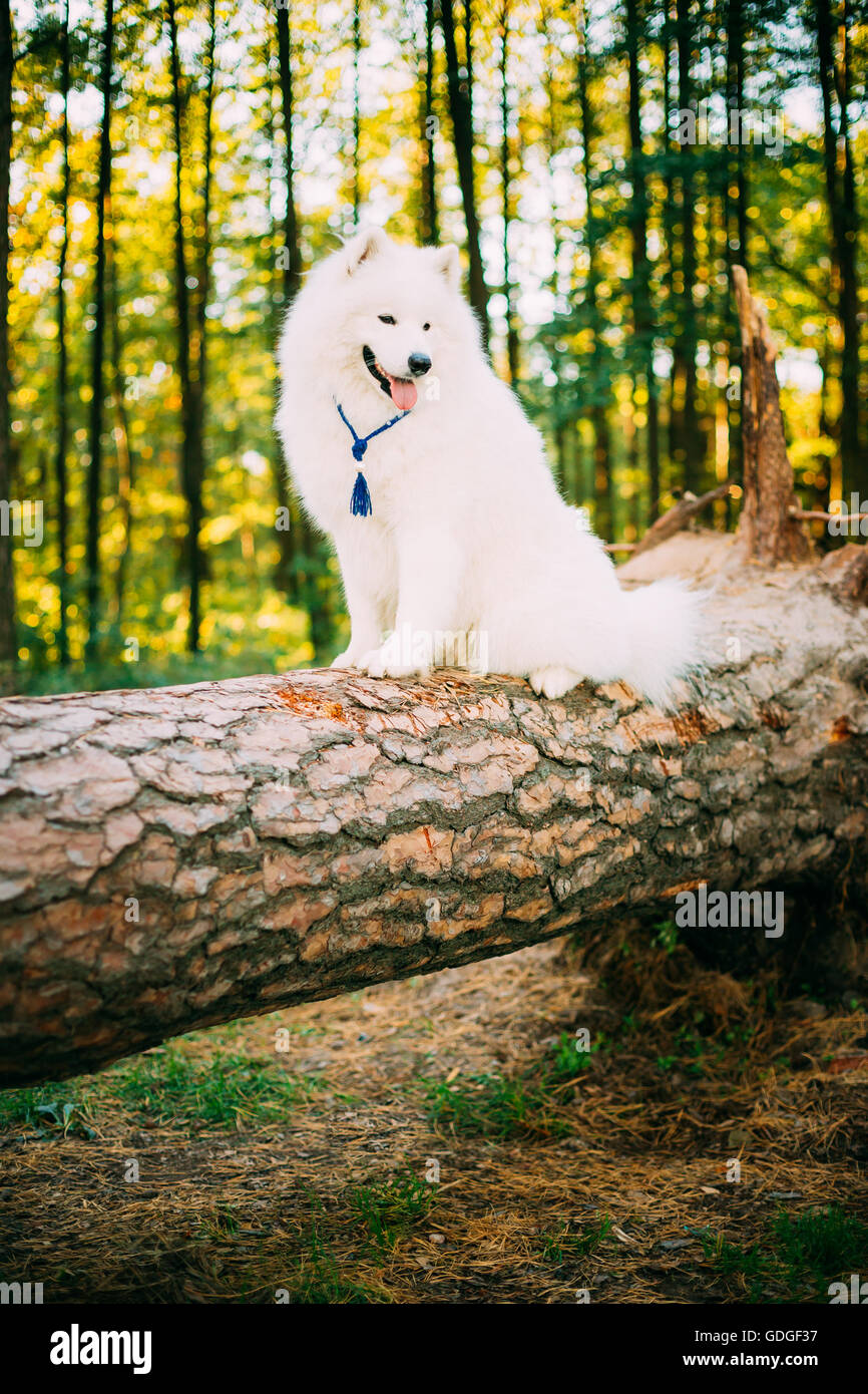 Happy White Samoyed Dog sitting on fallen tree in Forest Stock Photo