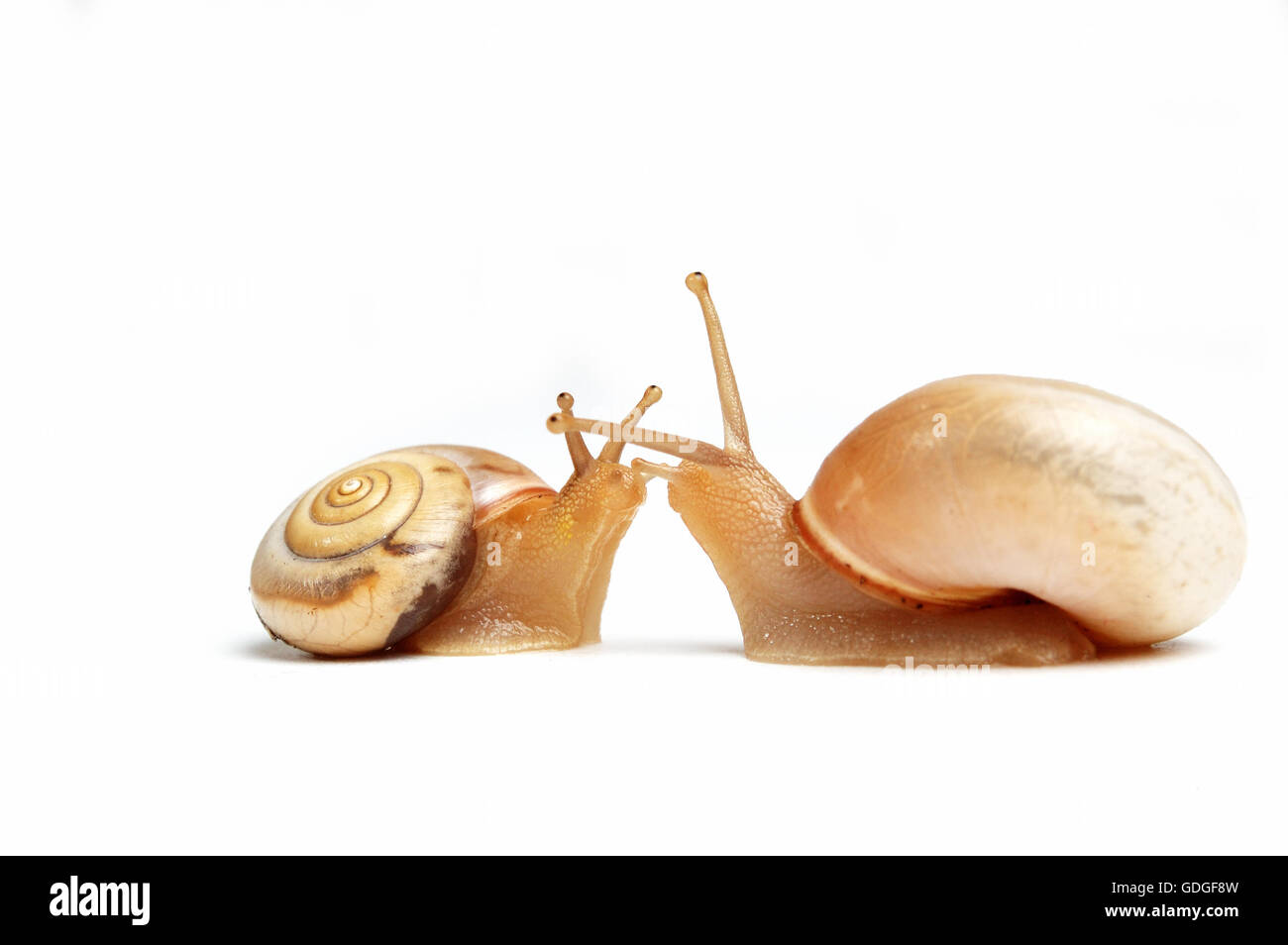 two cute snails kissing Stock Photo