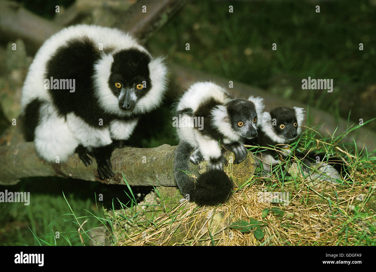 Black and White Ruffed Lemur, varecia variegata variegata, Mother with Babies Stock Photo