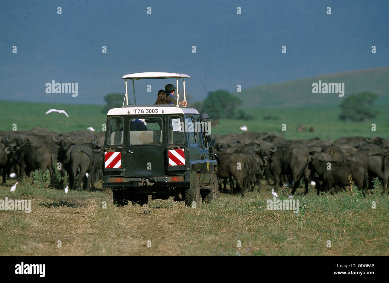 African Buffalo, syncerus caffer with Tourists in Safari Vehicule, Tanzania Stock Photo