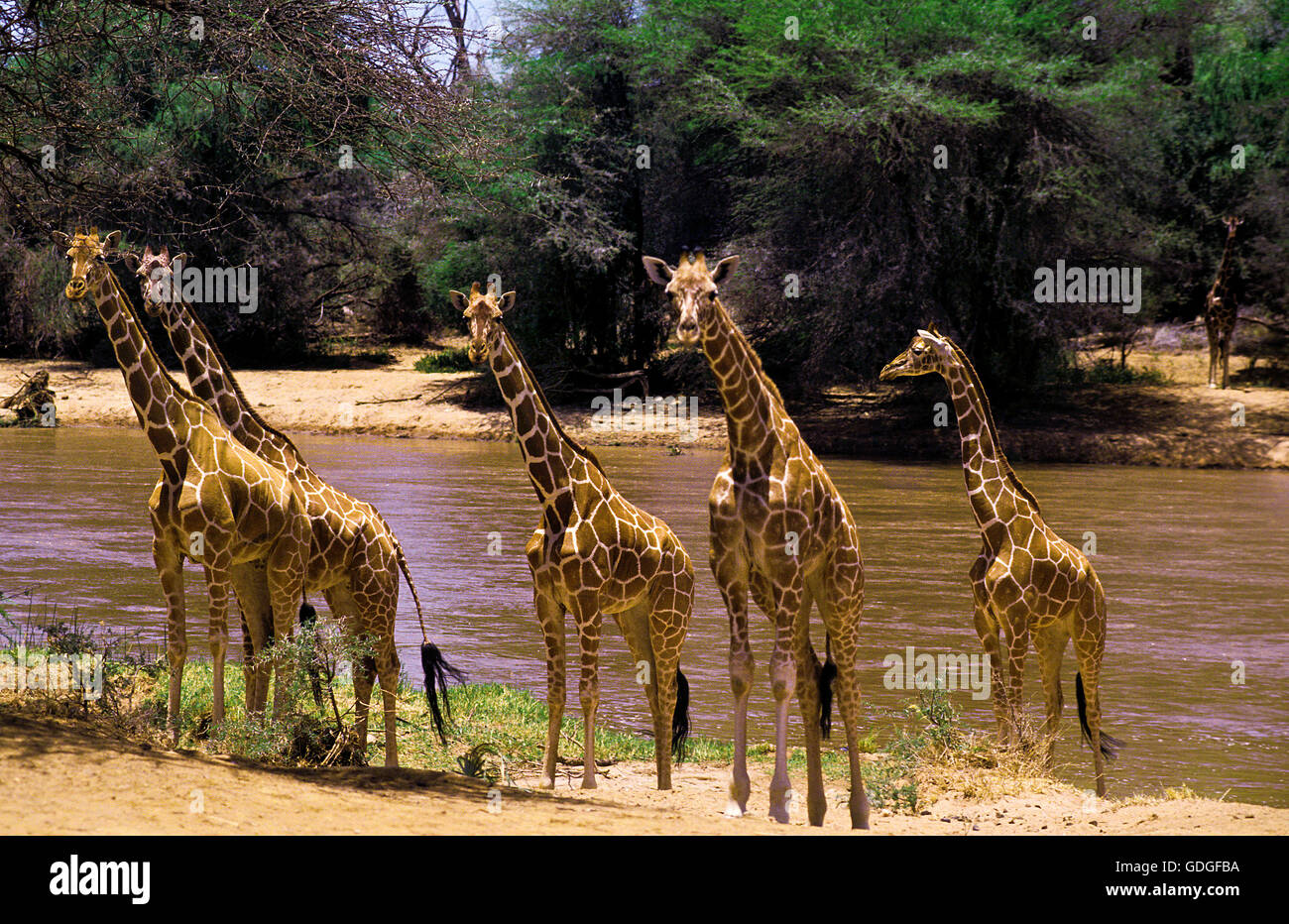 Reticulated Giraffe, giraffa camelopardalis reticulata, Adults near River, Samburu Park in Kenya Stock Photo