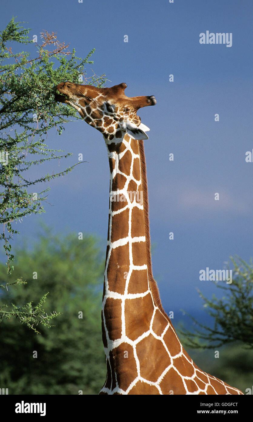 Reticulated Giraffe, giraffa camelopardalis reticulata, Adult eating Acacia Leaves, Samburu Park in Kenya Stock Photo