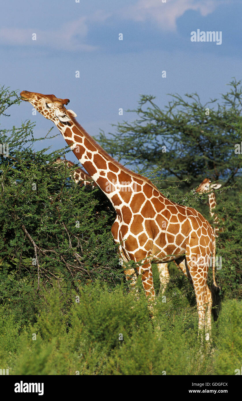 Reticulated Giraffe, giraffa camelopardalis reticulata, Adult eating Acacia Leaves, Samburu Park in Kenya Stock Photo