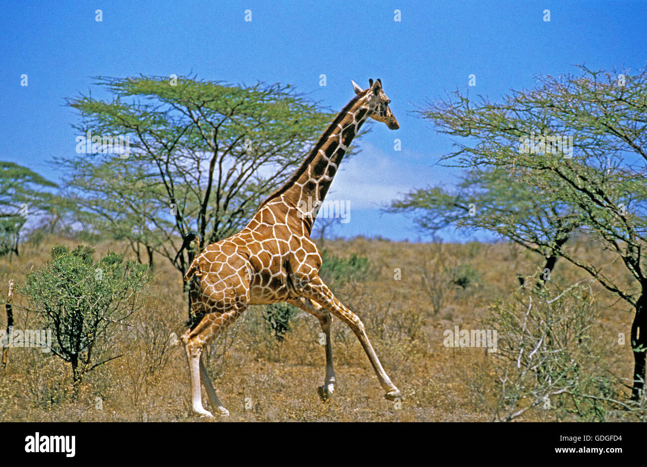 Reticulated Giraffe, giraffa camelopardalis reticulata, Adult with Acacia Tree, Samburu Park in Kenya Stock Photo
