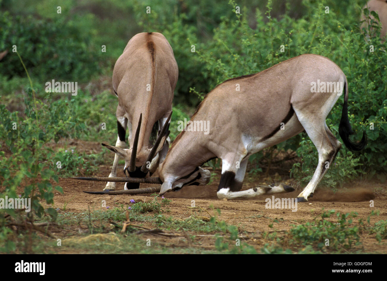 Beisa Oryx, oryx beisa, Males fighting, Kenya Stock Photo