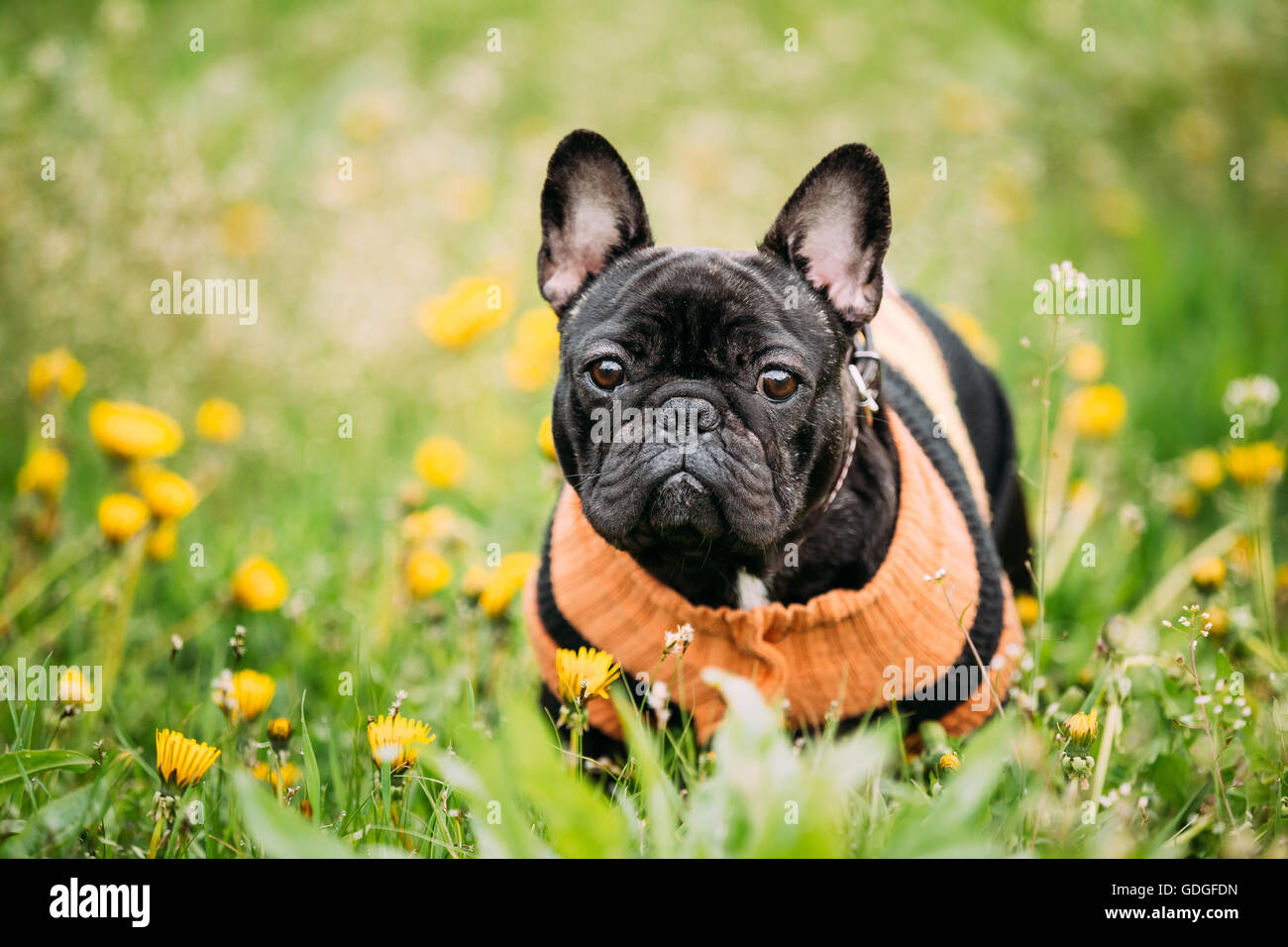 Young Black French Bulldog Dog In Green Grass, In Park Outdoor Stock Photo