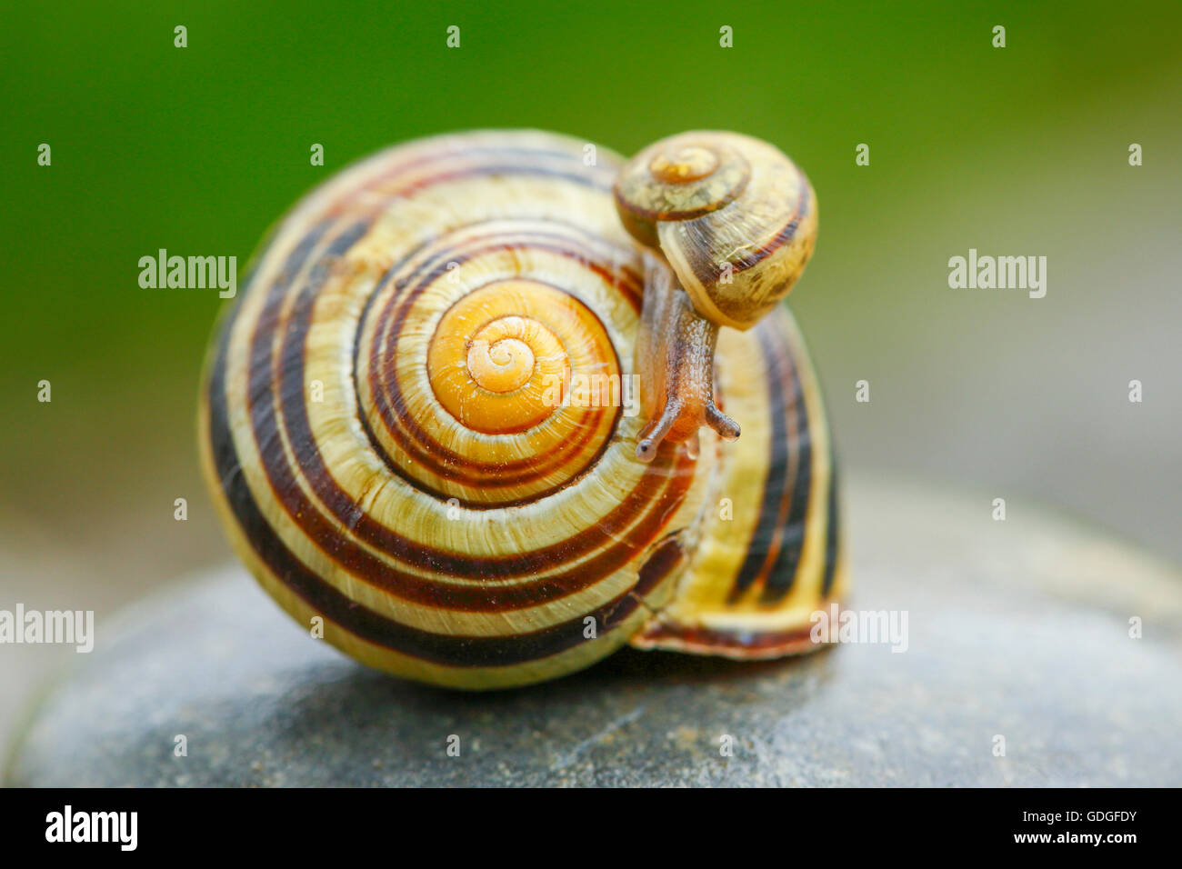 Cepaea sylvatica,banded grove snail Stock Photo Alamy