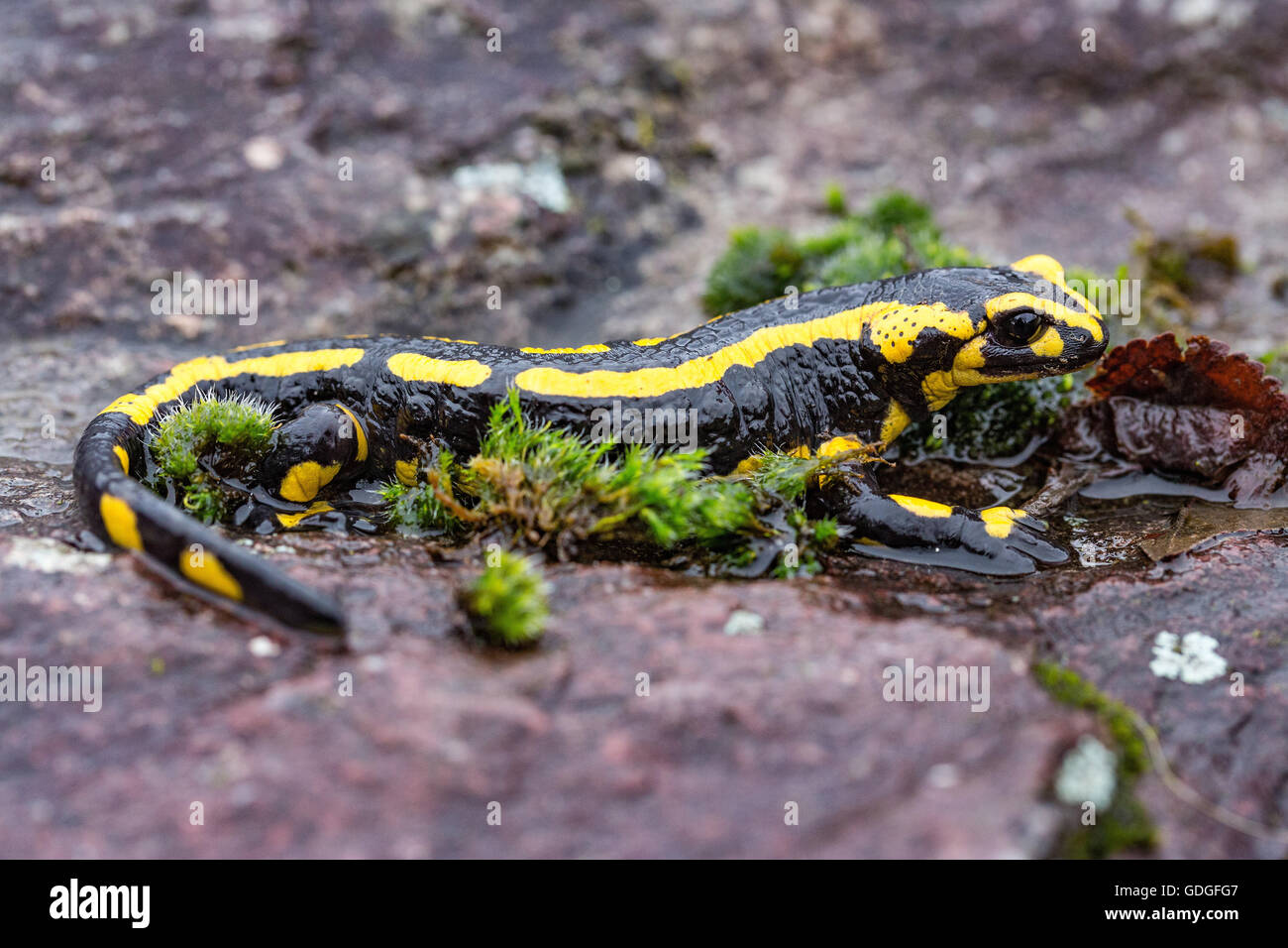 Salamandra salamandra,fire salamander Stock Photo