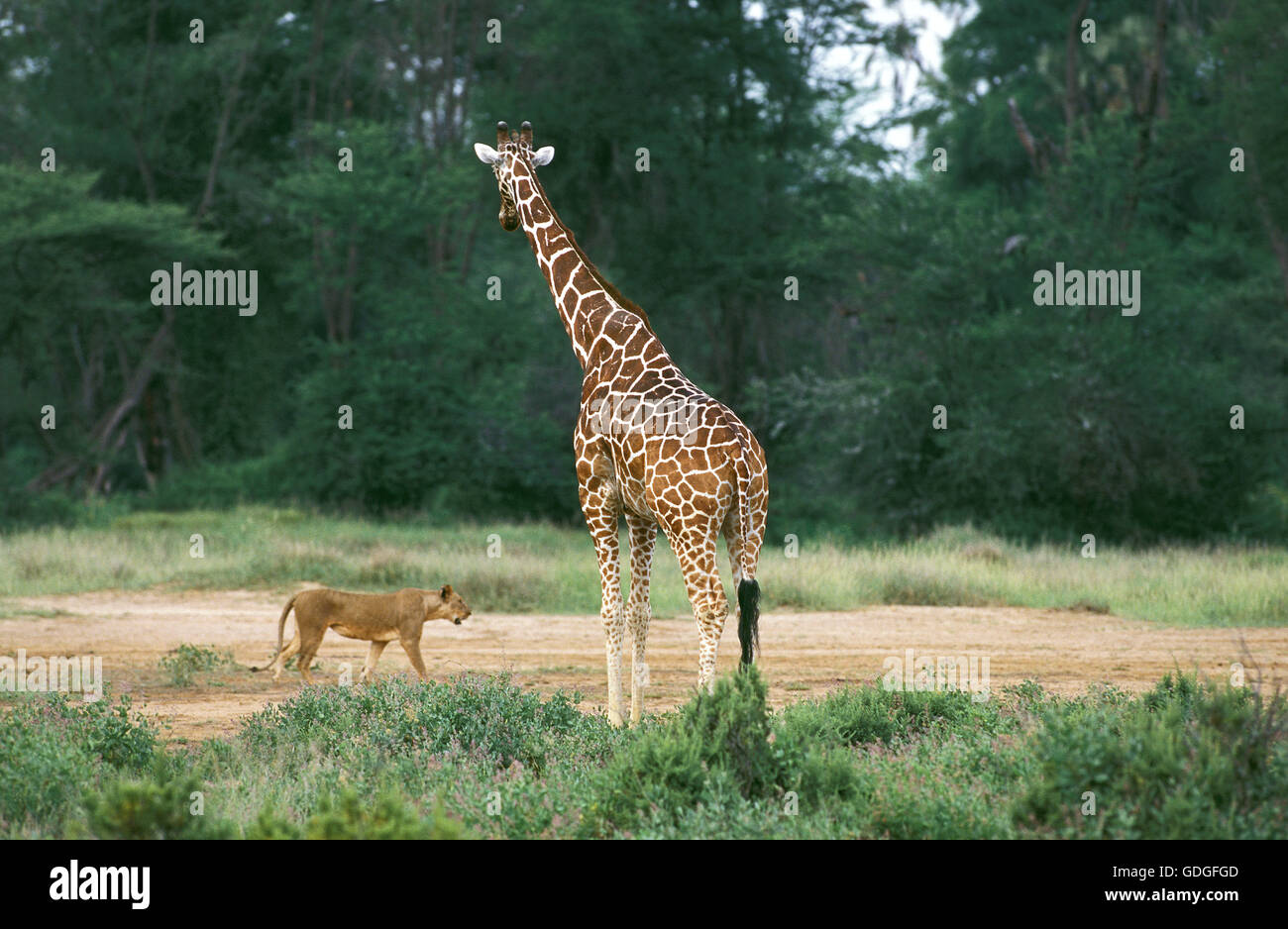 Reticulated Giraffe, giraffa camelopardalis reticulata, with a Lion, panthera leo, Samburu Park in Kenya Stock Photo