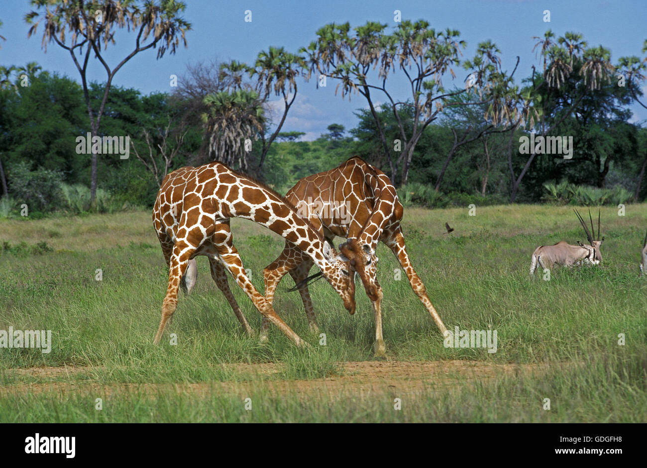 Reticulated Giraffe, giraffa camelopardalis reticulata, Males Fighting, Samburu Park in Kenya Stock Photo