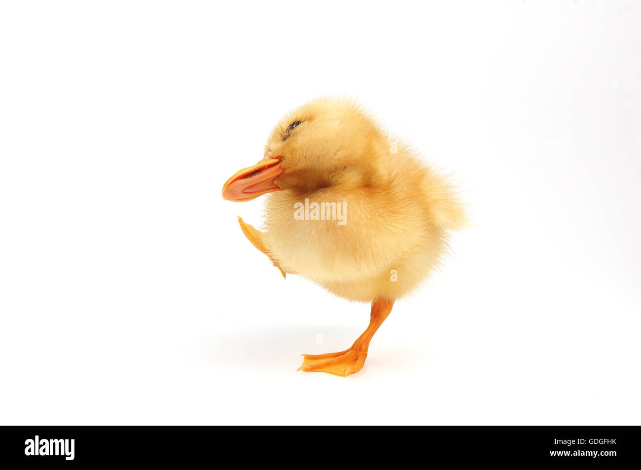 cute yellow baby duck,isolated on white background Stock Photo