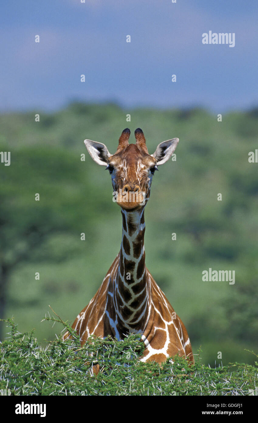 Reticulated Giraffe, giraffa camelopardalis reticulata, Samburu Park in Kenya Stock Photo