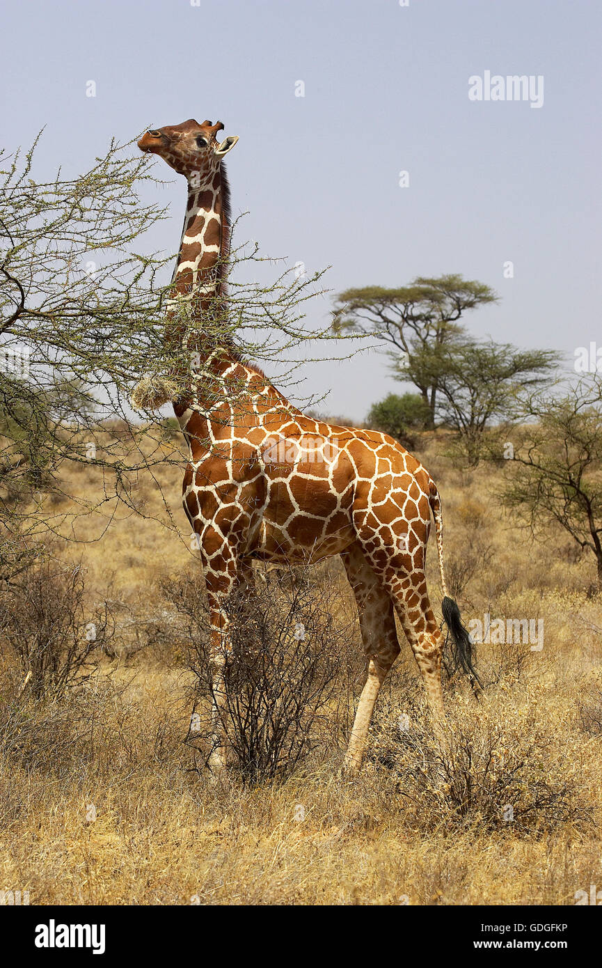 Reticulated Giraffe, giraffa camelopardalis reticulata, Adult eating Acacias Leaves, Samburu Park in Kenya Stock Photo