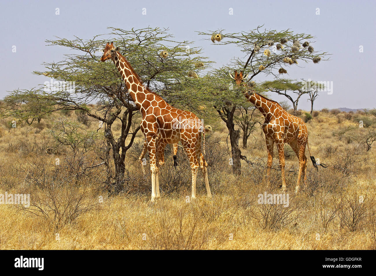 Reticulated Giraffe, giraffa camelopardalis reticulata, Adults in Savannah, Samburu Park in Kenya Stock Photo