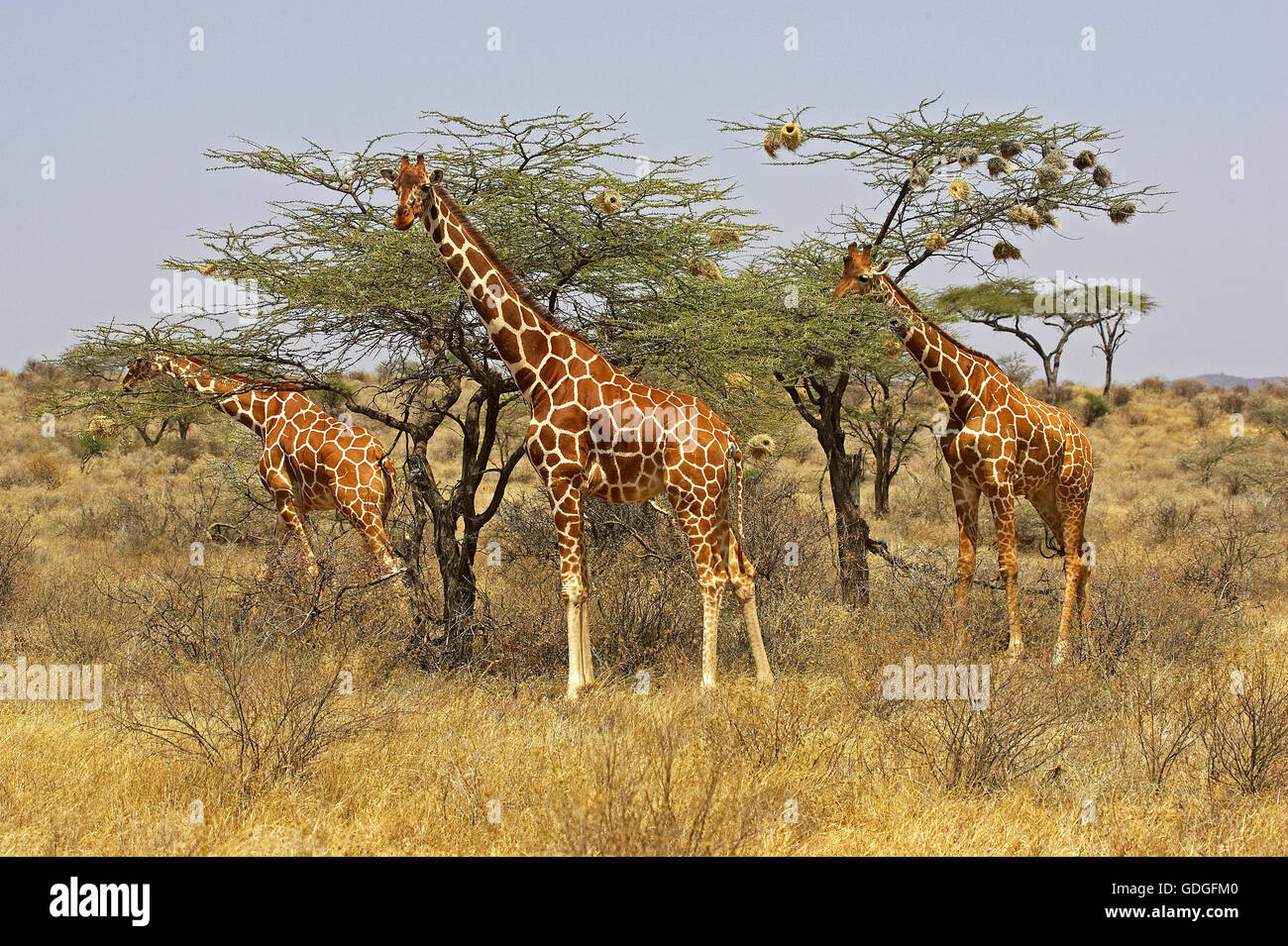 Reticulated Giraffe, giraffa camelopardalis reticulata, Group eating Acacias Leaves, Samburu Park in Kenya Stock Photo