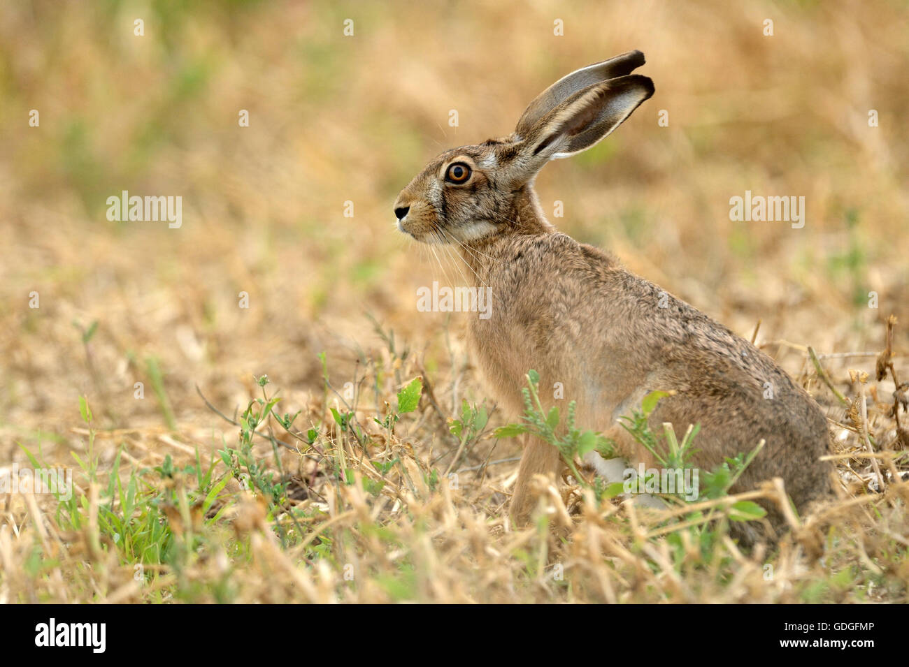 Hare,Rabbit,field hare Stock Photo