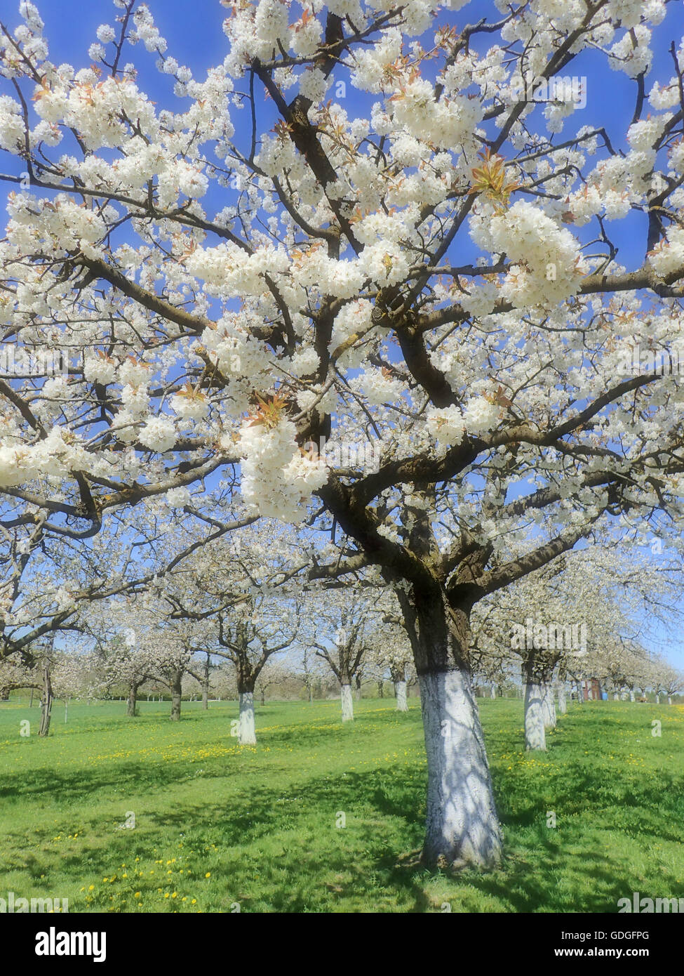 softly,cherry flower,cherry tree,Germany,Franconia,Germany, Stock Photo