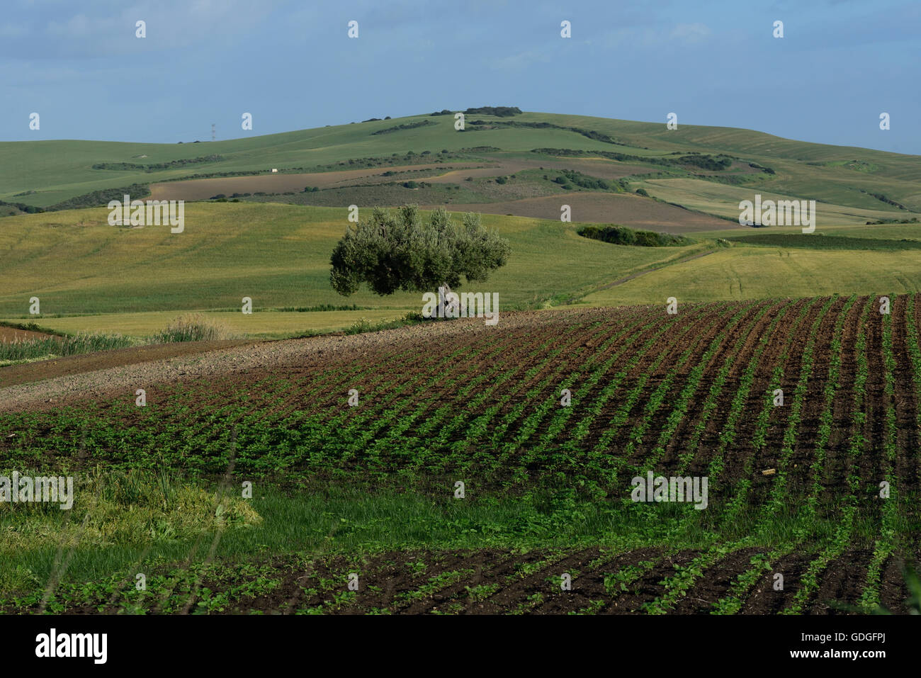 Farmland,cornfields, Stock Photo