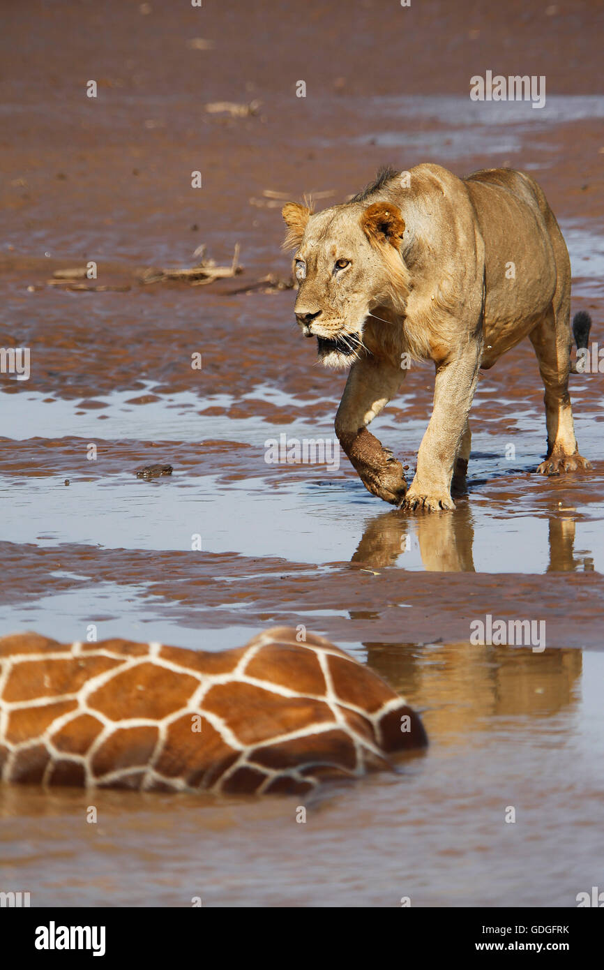 African Lion, panthera leo, Young Male  Eating Reticulated Giraffe Stuck and Drown in River, Samburu Park in Kenya Stock Photo