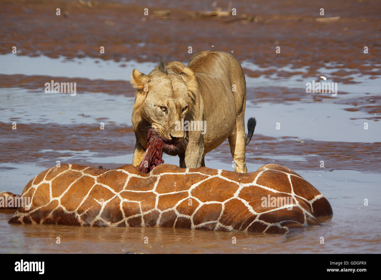 African Lion, panthera leo, Young Male  Eating Reticulated Giraffe Stuck and Drown in River, Samburu Park in Kenya Stock Photo