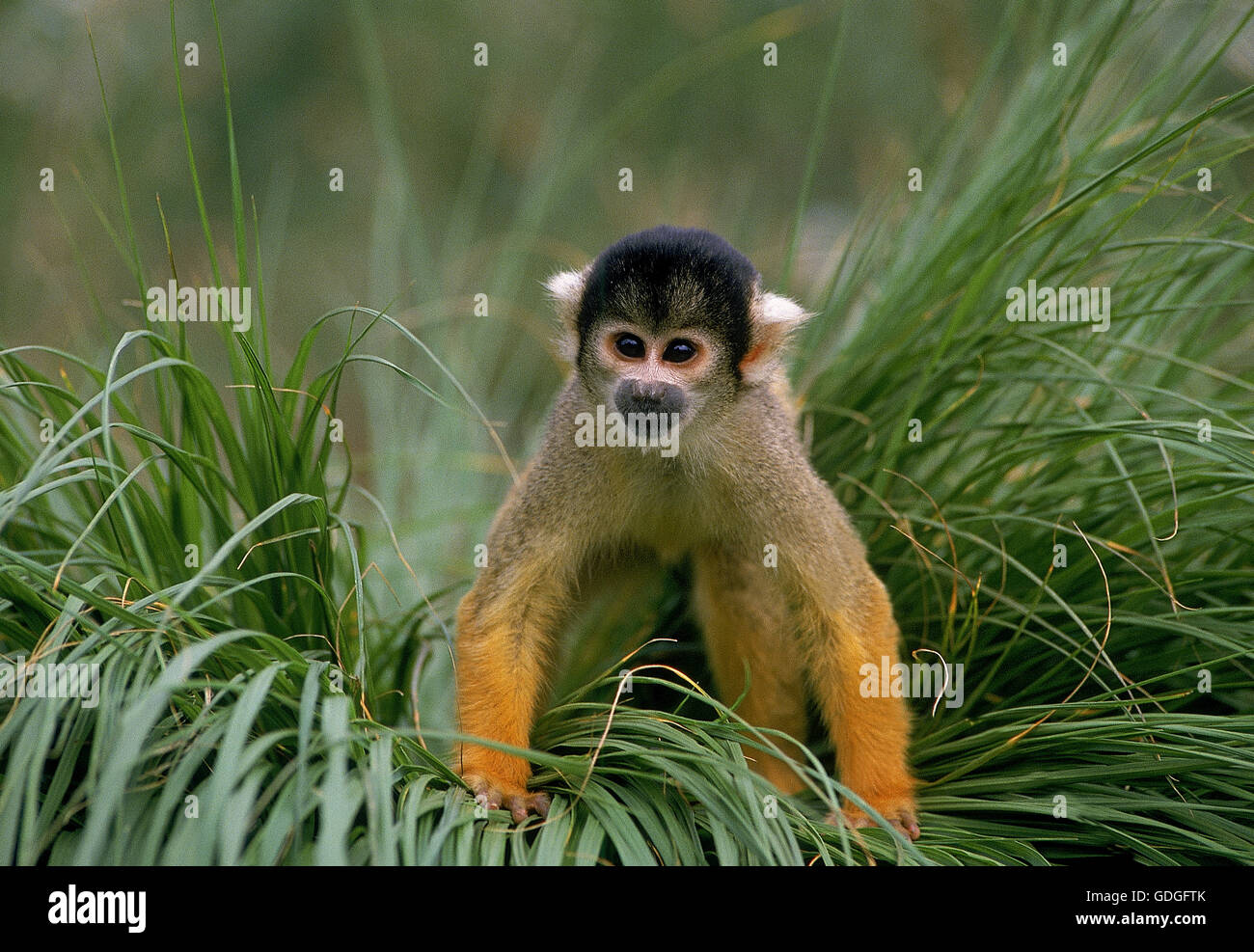 Squirrel Monkey, saimiri sciureus, Adult in Long Grass Stock Photo - Alamy