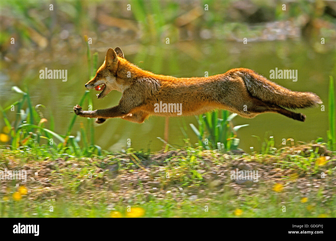 Red Fox, vulpes vulpes, Adult running, Normandy Stock Photo