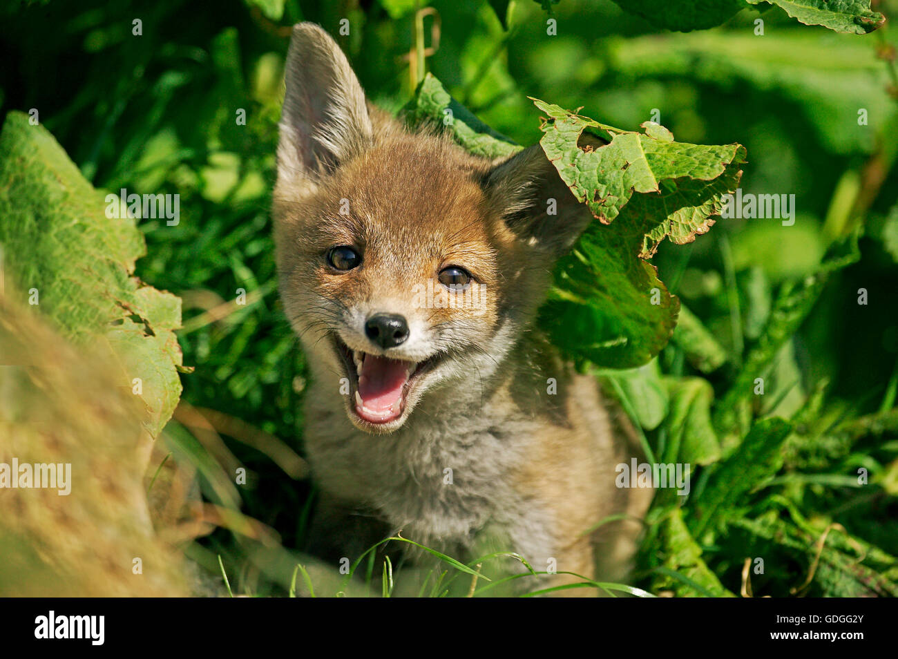 Red Fox, vulpes vulpes, Pup in Long Grass, Normandy Stock Photo