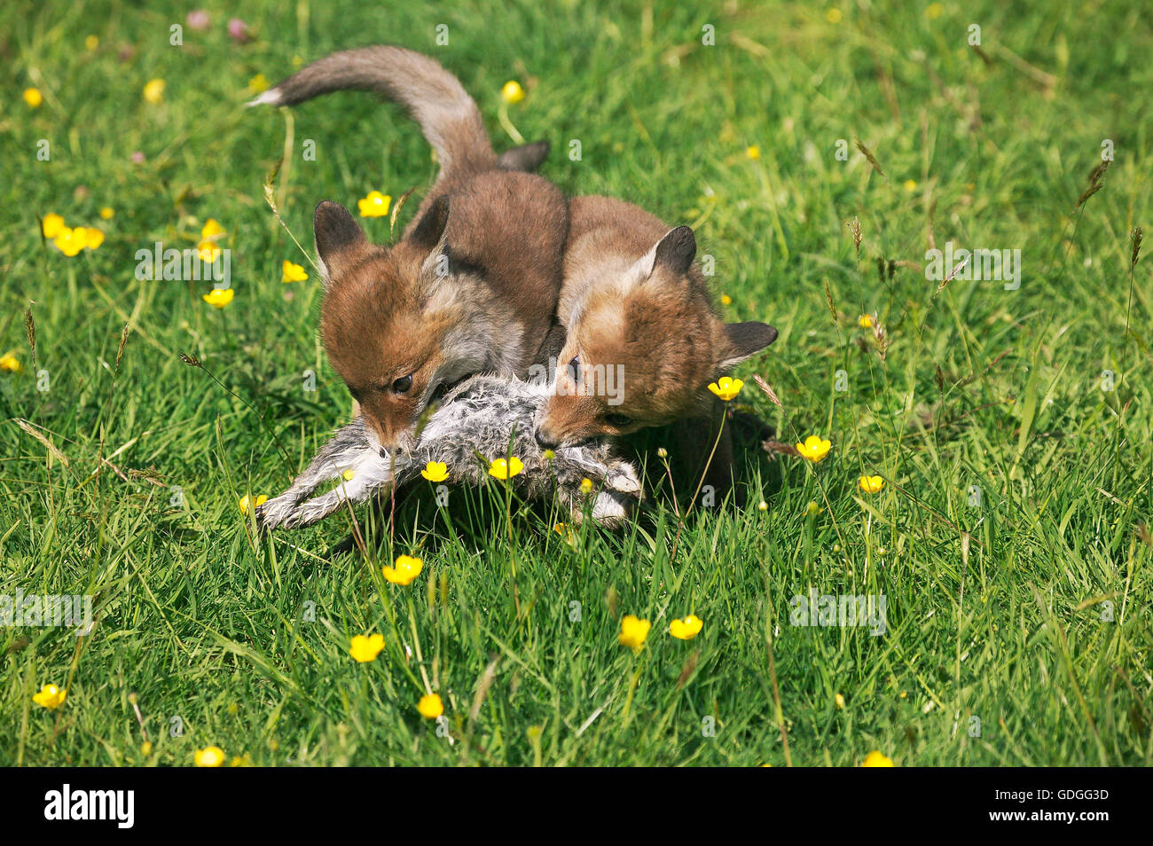 Red Fox, vulpes vulpes, Cubs hunting European rabbit, Normandy Stock Photo