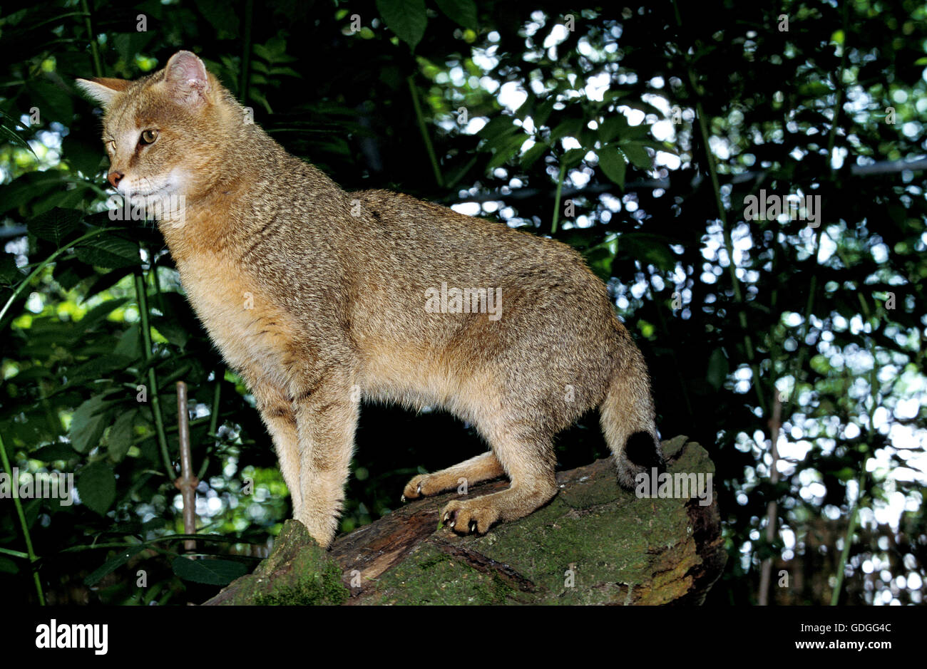 Jungle Cat, felis chaus Stock Photo Alamy